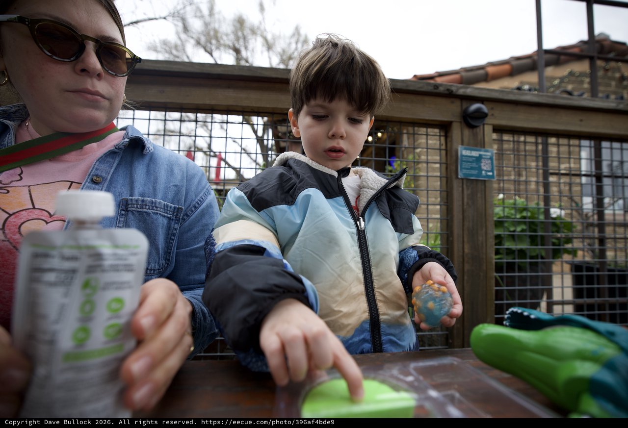 Young Child Engaged in Animal Feeding Activity