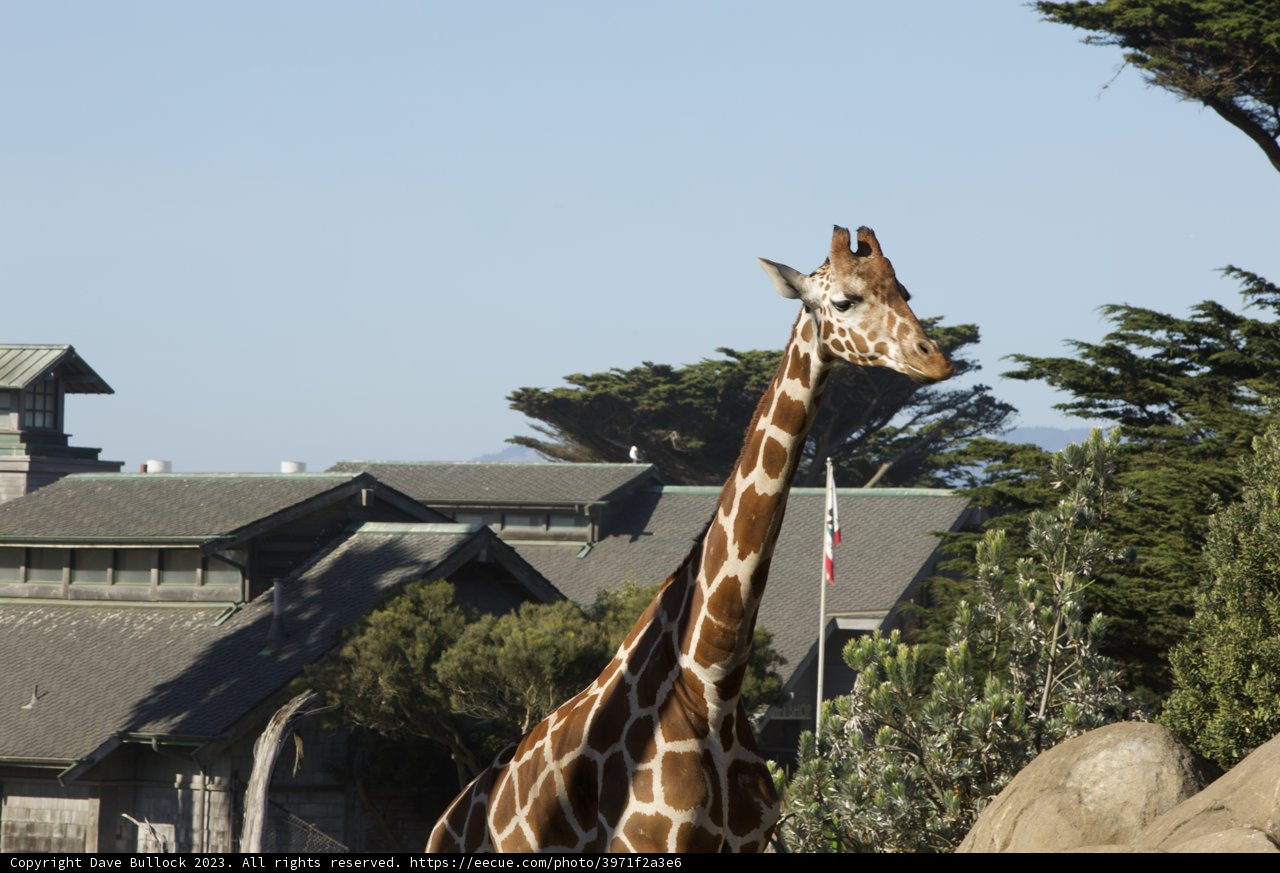 A Stately Giraffe: The Majestic Blend of Wildlife and Architecture