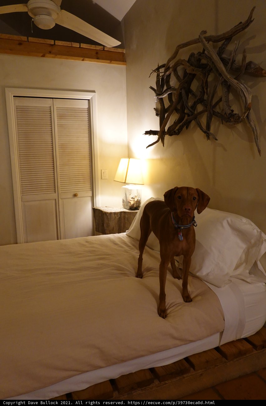 Our Canine Interior Designer