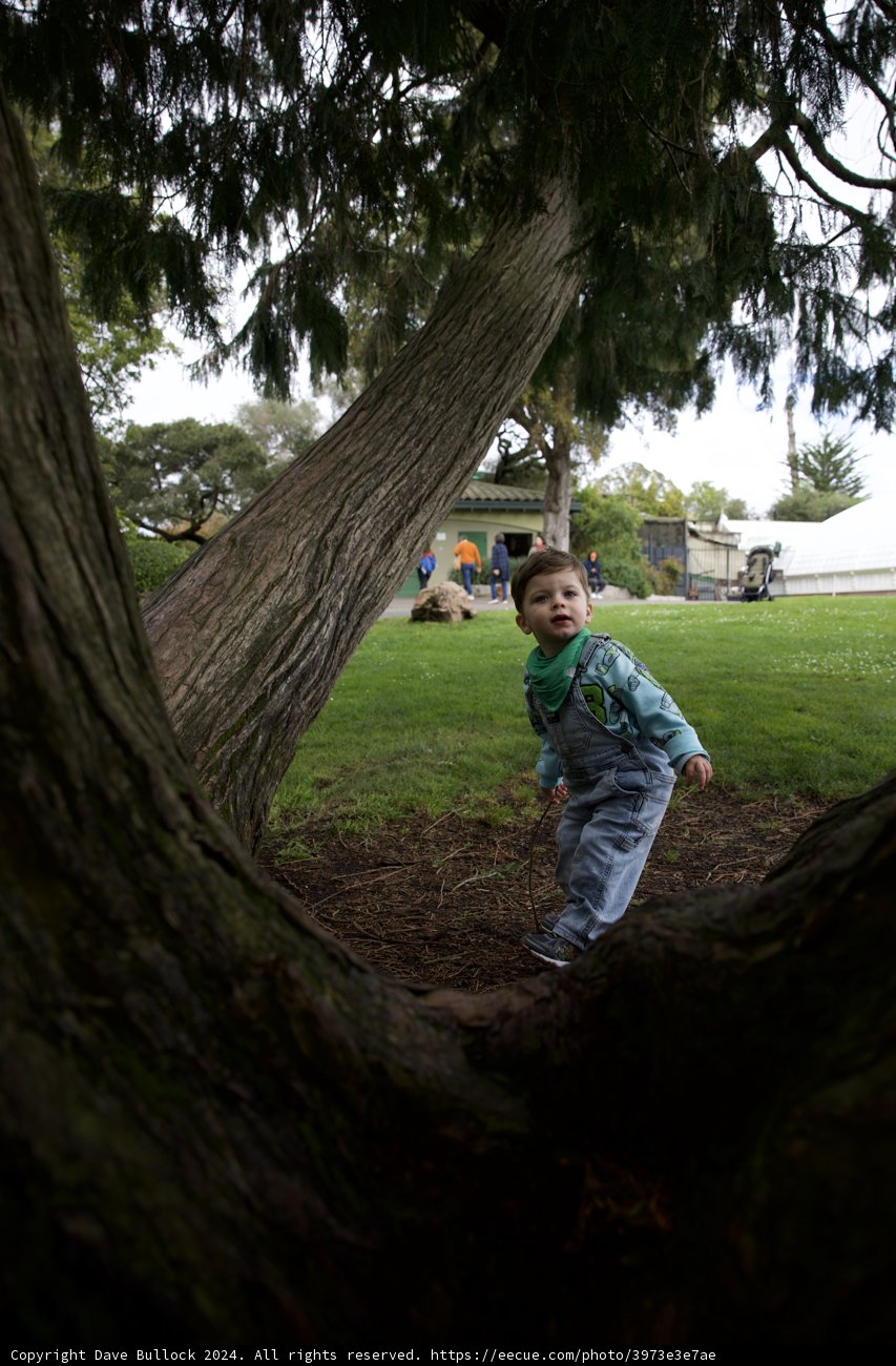 Nature's Playground: An Adventure at Golden Gate Park