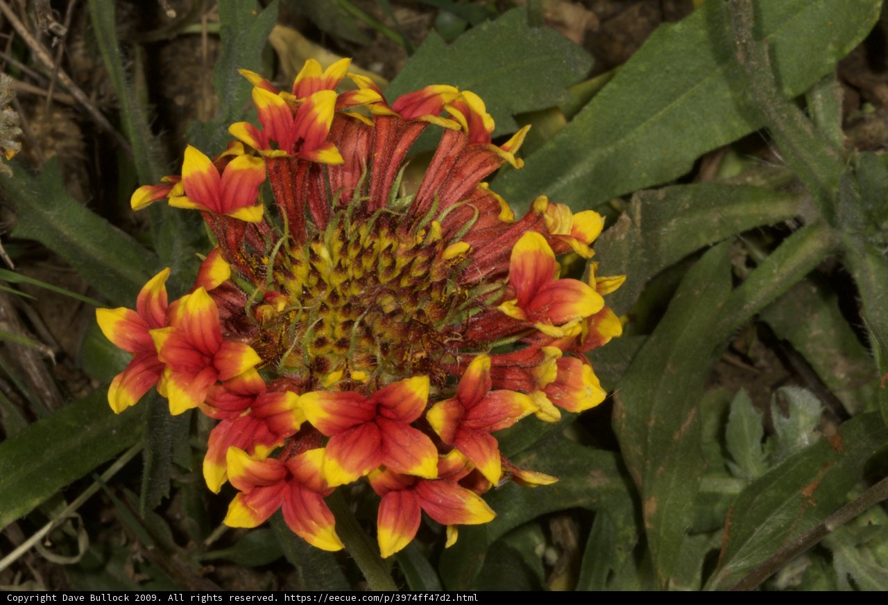 Vibrant Red and Yellow Flower