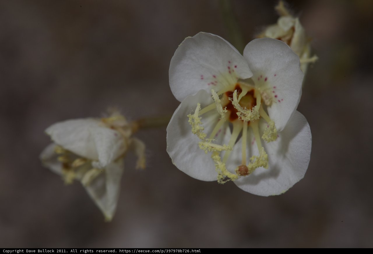 Delicate White Blossom