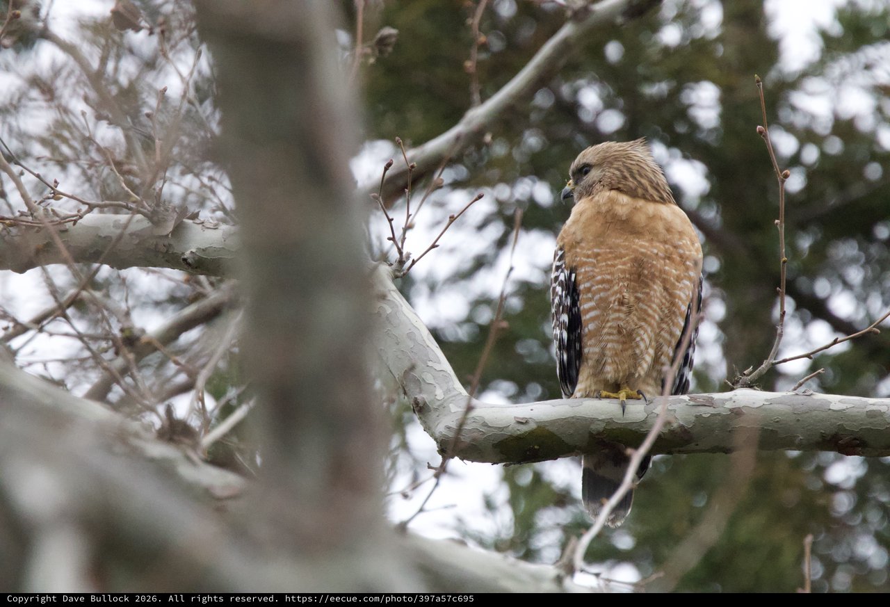 Red-shouldered Hawk Perched in Winter Trees
