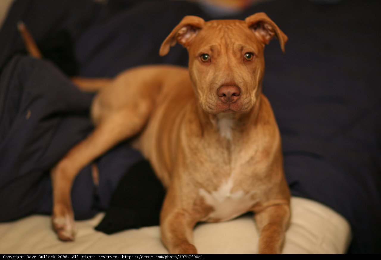 Restful Canine Companion