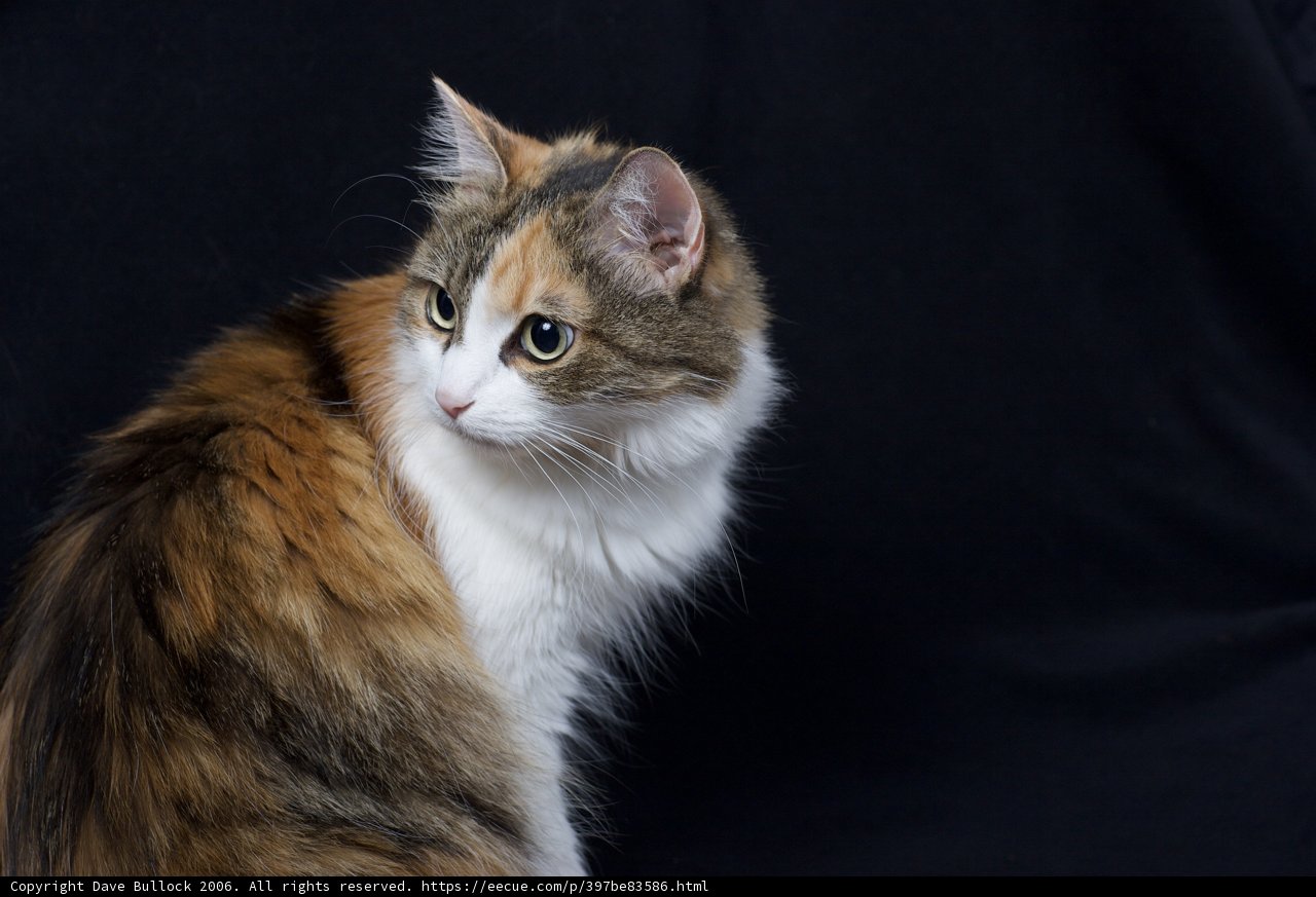 Calico Cuddles