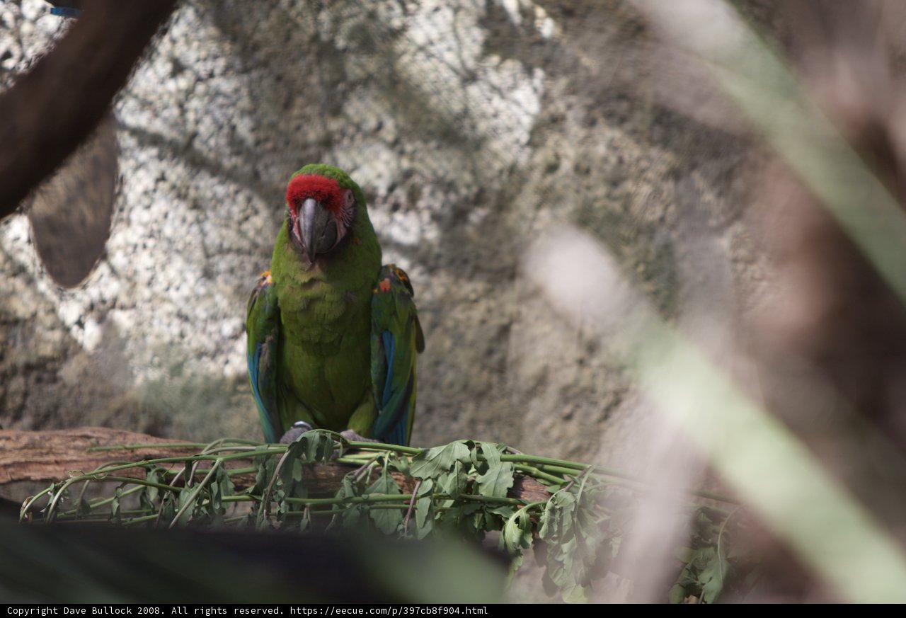 Perched Parrot