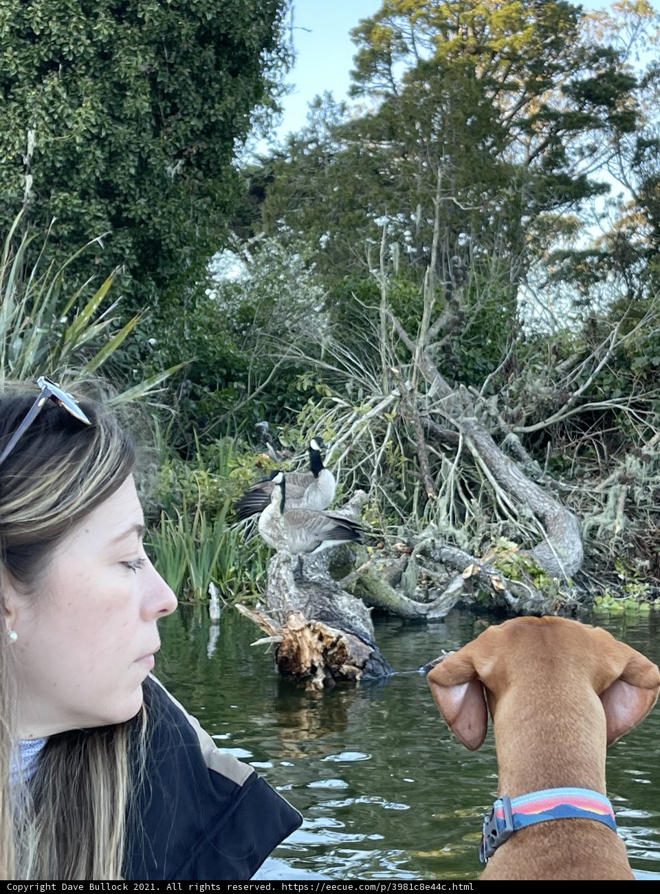 Woman and her canine friend mesmerized by a duck at Stow Lake