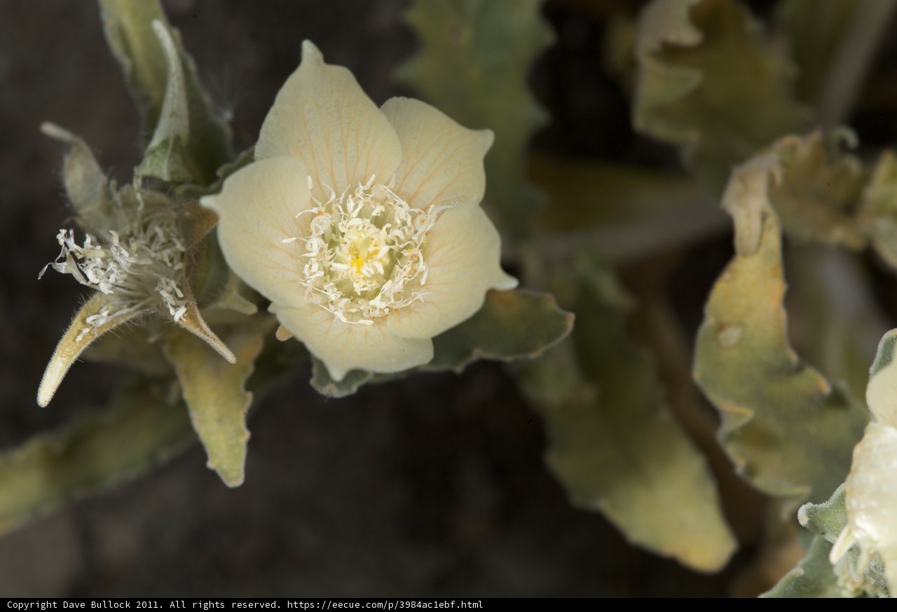 White Anemone Close-Up