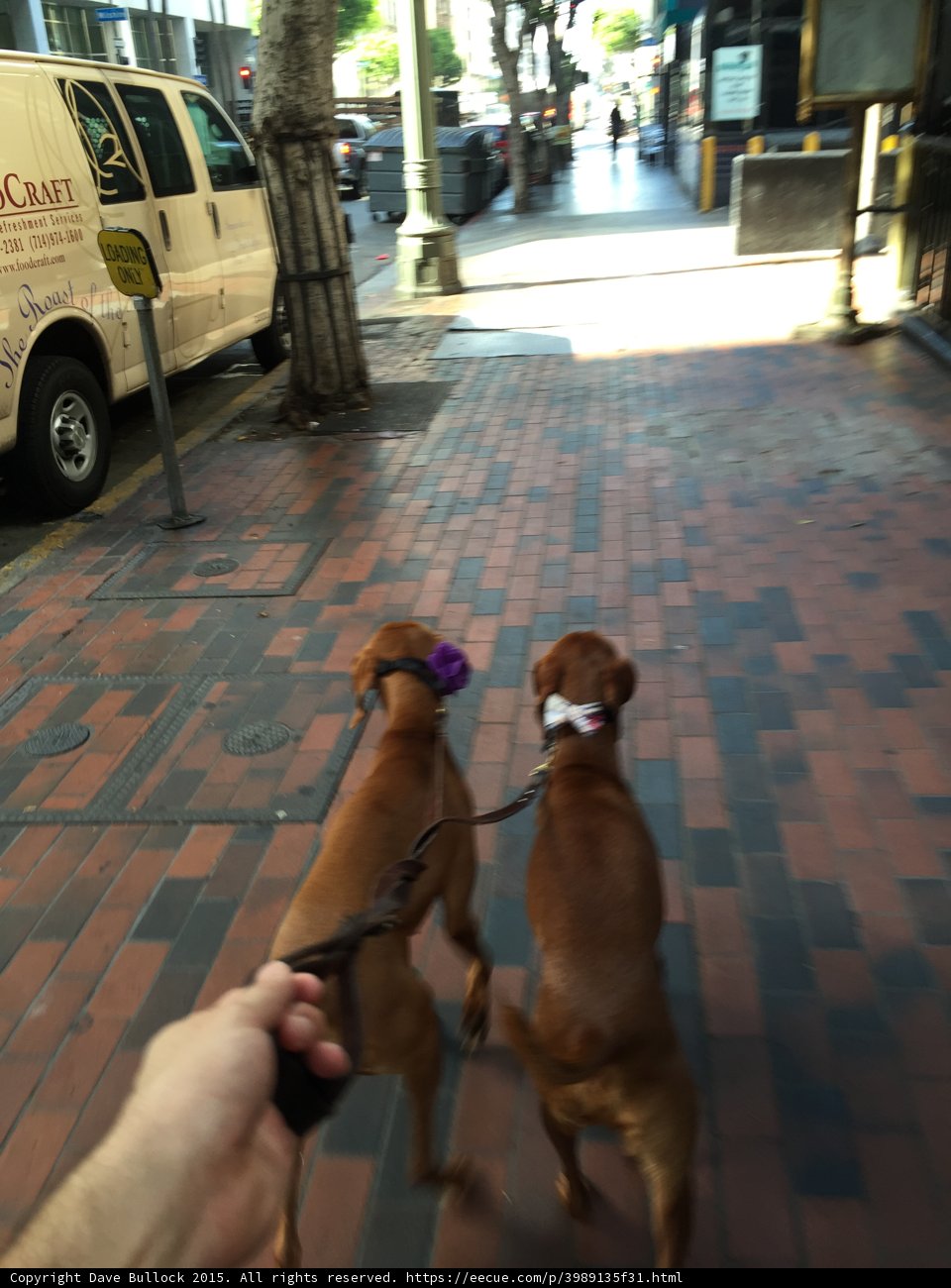 Two Dogs Taking a Stroll