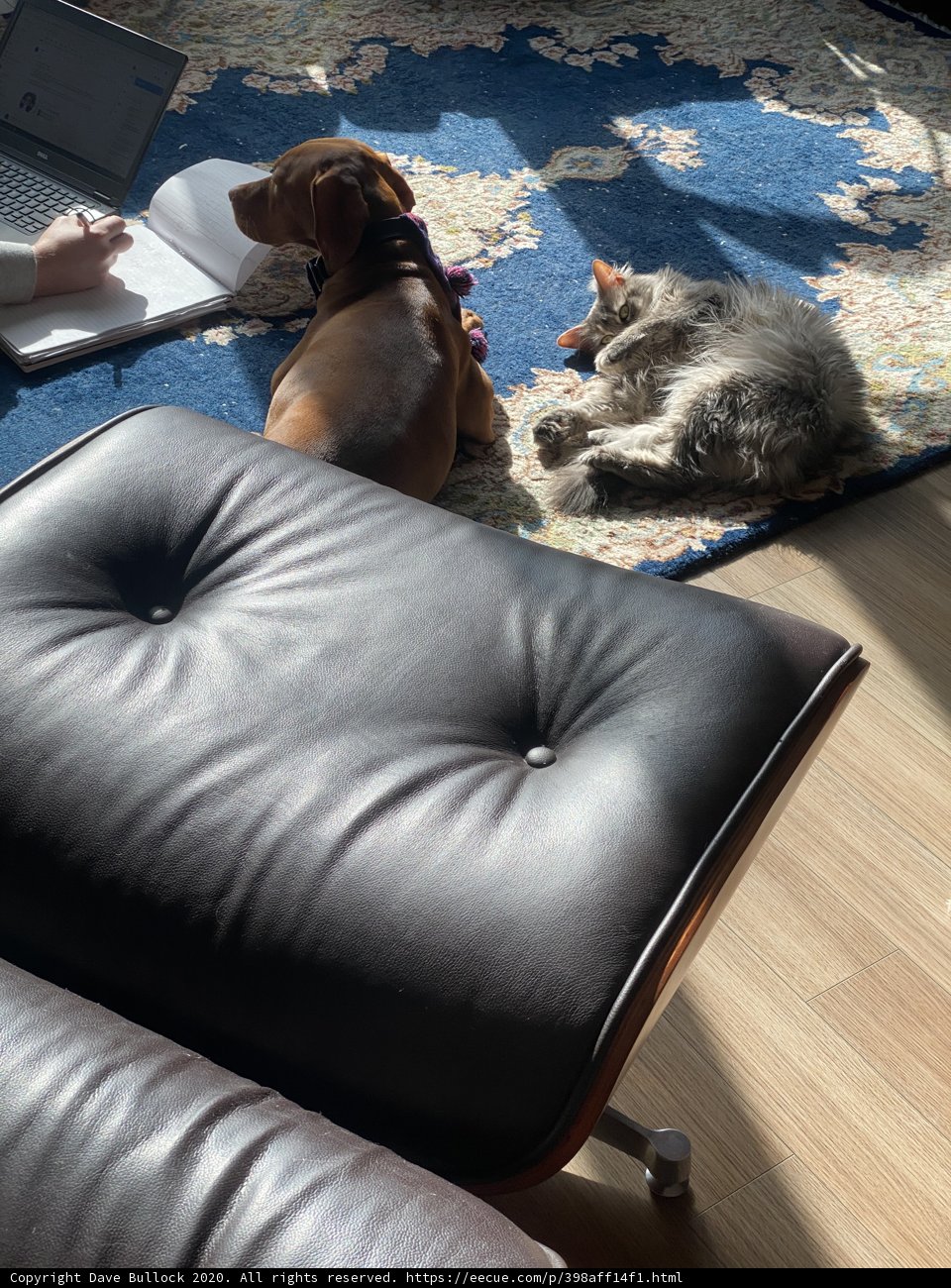 Working from Home with Furry Companions