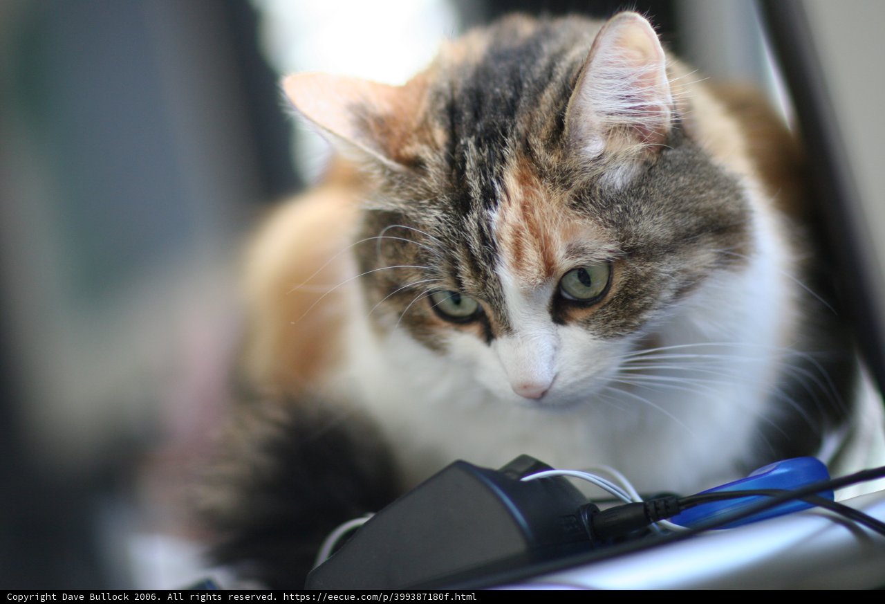 Cat and Mouse