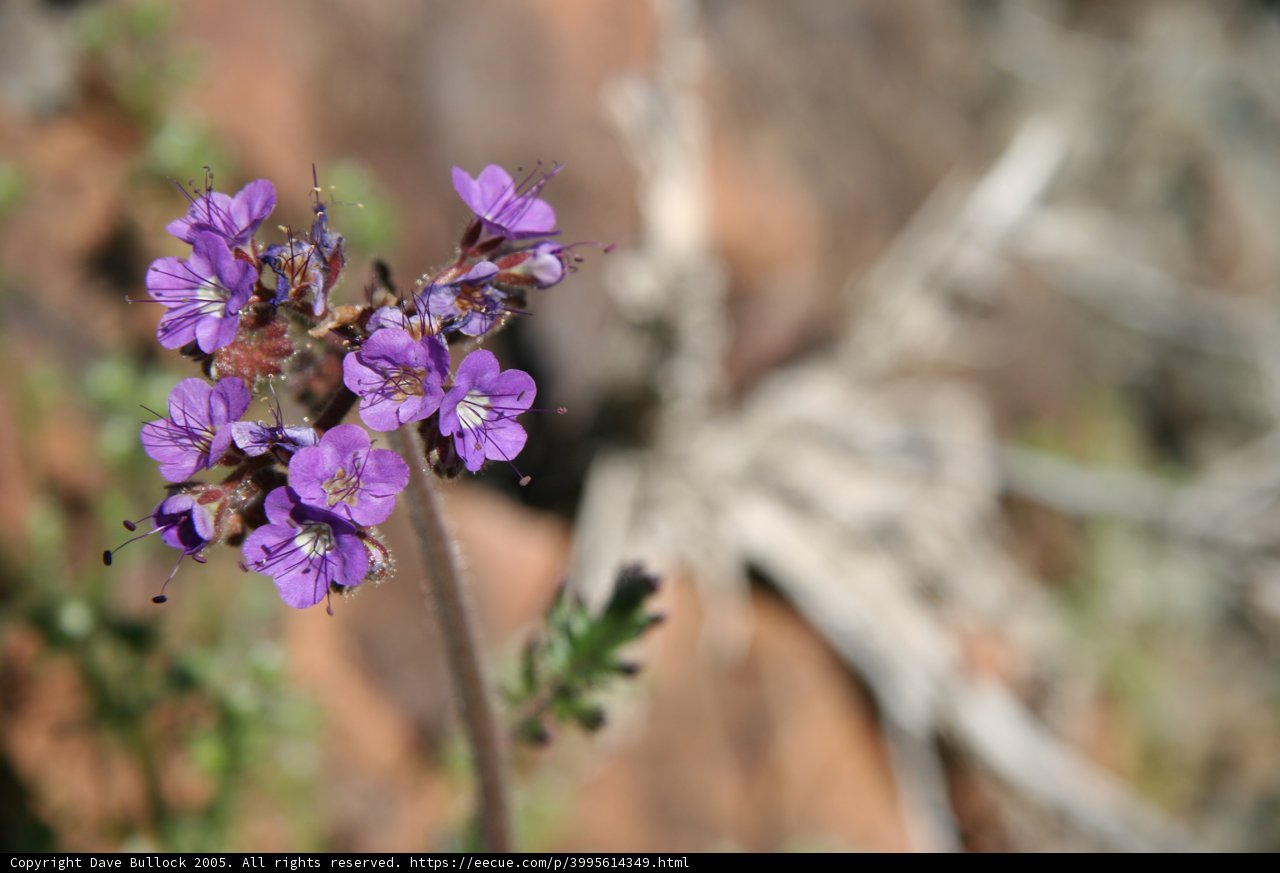 A Delicate Purple Geranium Blossoms Against a Rocky Backdrop