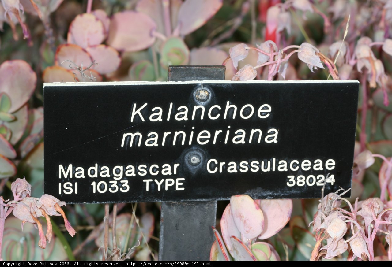 Kalanchoe Marinara Sign