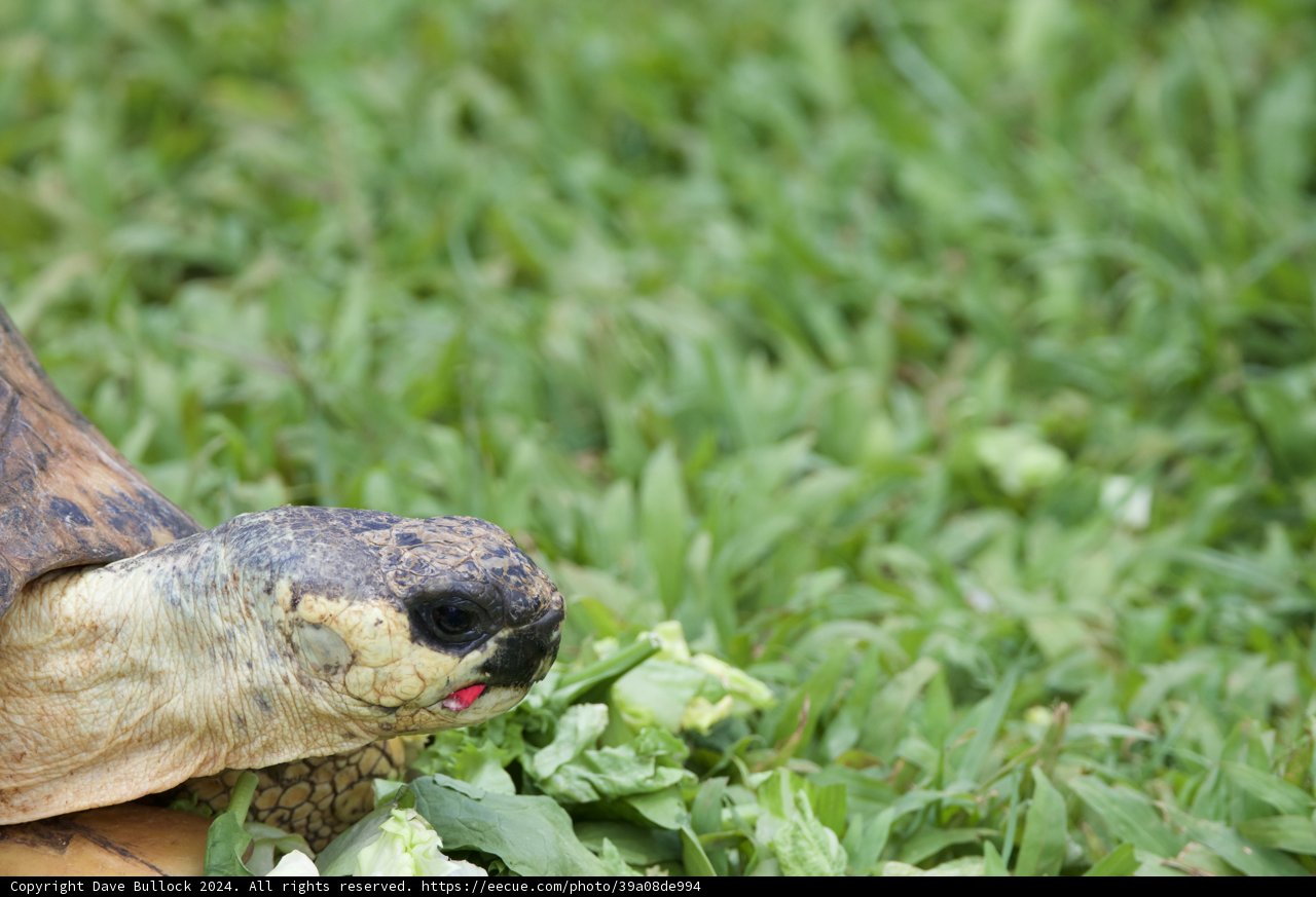 Graceful Grazing: A Day at Honolulu Zoo