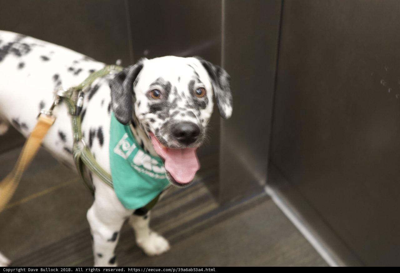 Dalmatian in a Green Bandana