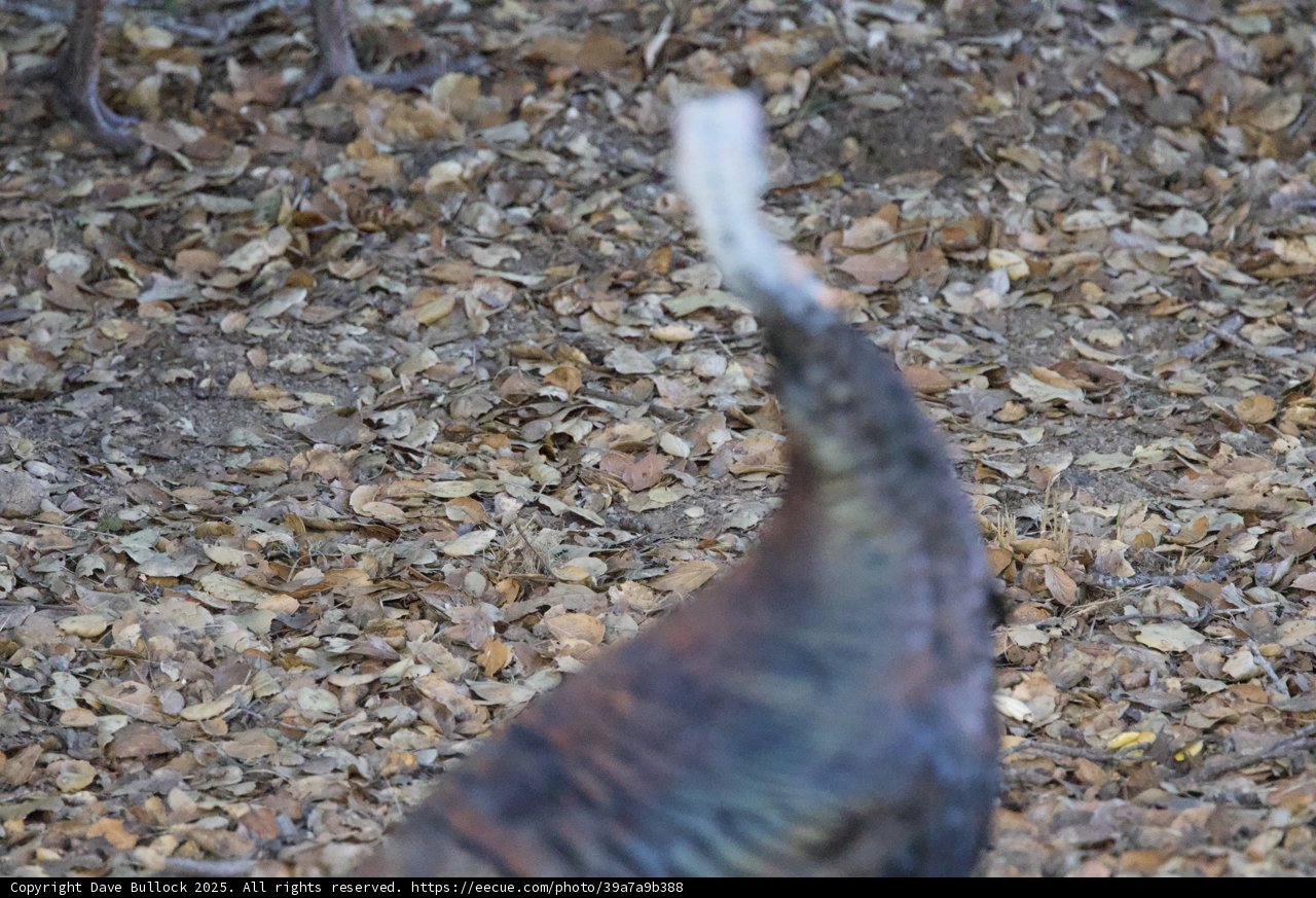 Turkey in the Leaves