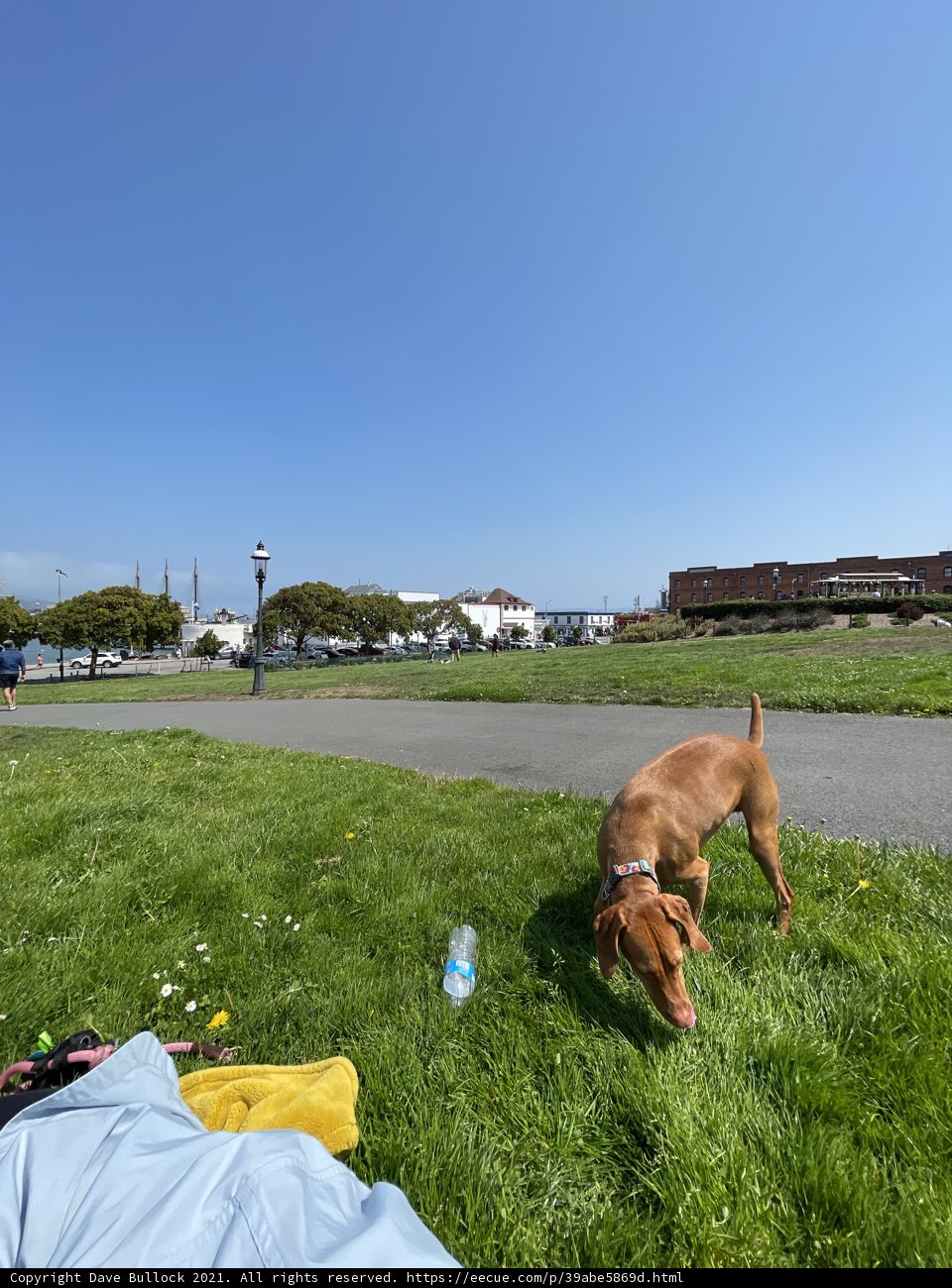 Loyal Companion in the Park