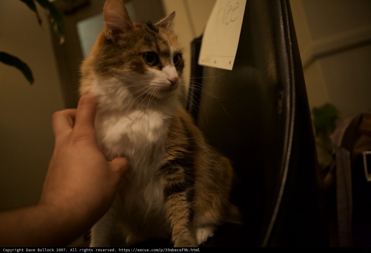 Purrfectly Pensive