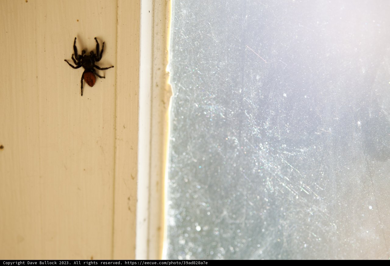 The Widow at the Window