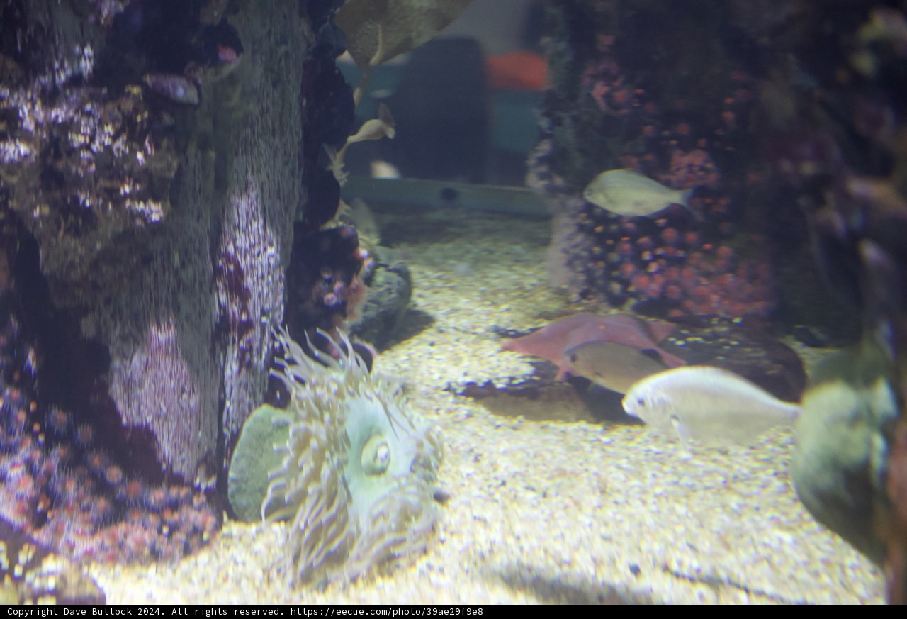 Aquatic Wonders: A Glimpse Into The Marine Universe
