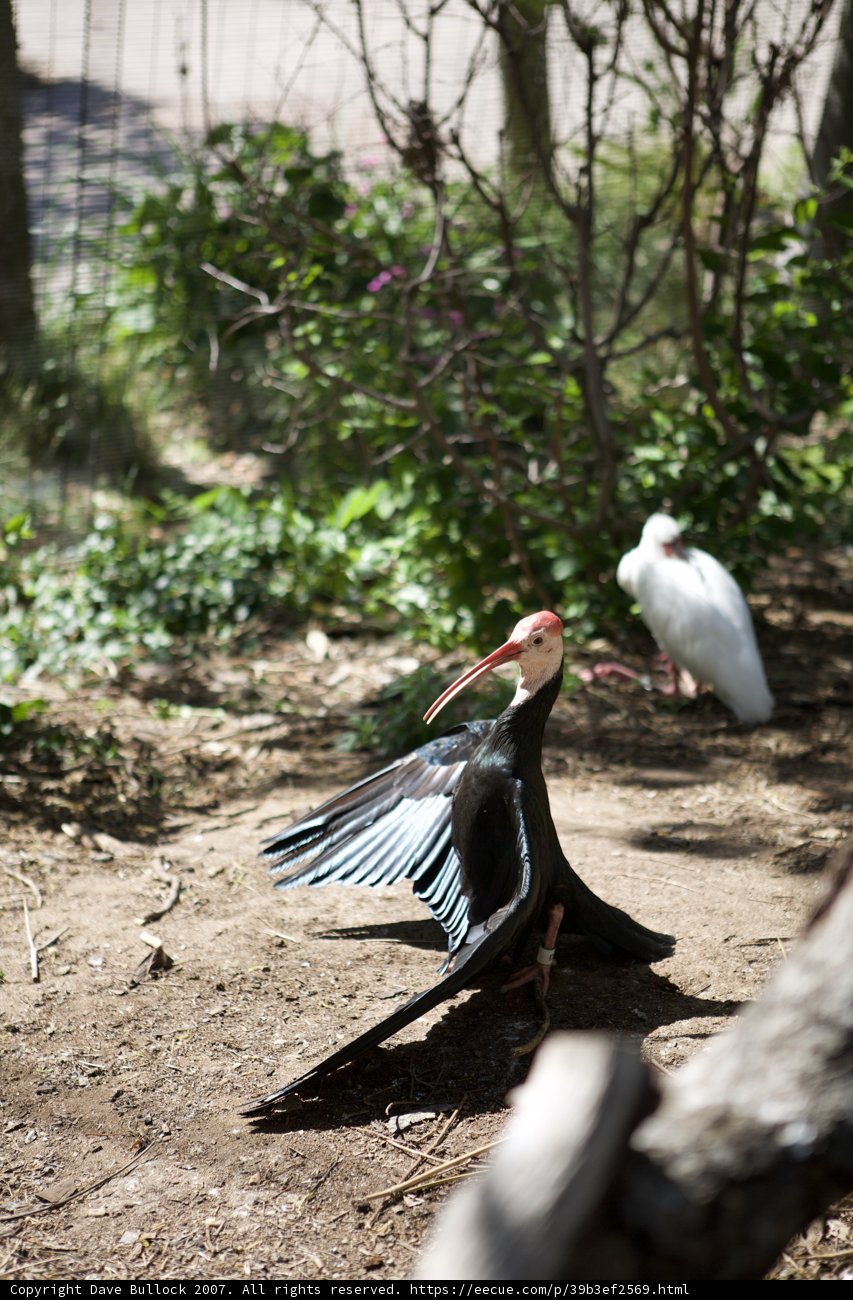 Graceful Waterfowl