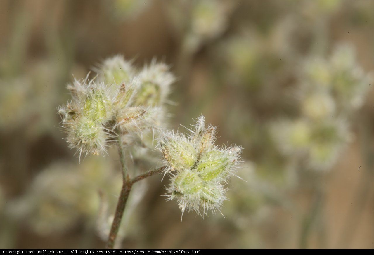 A Close-Up of Grass and Flowers