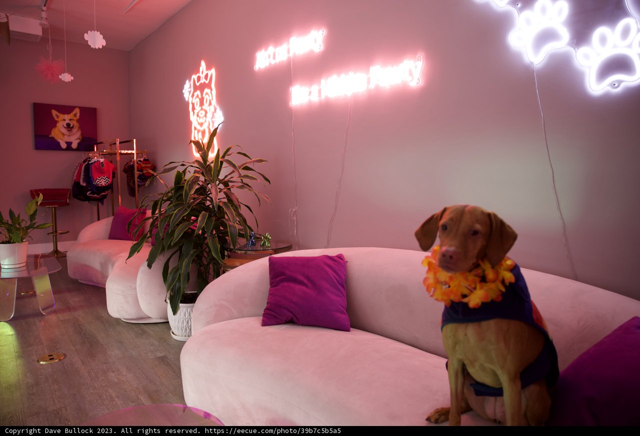 Glowing Oasis with our Furry Friend