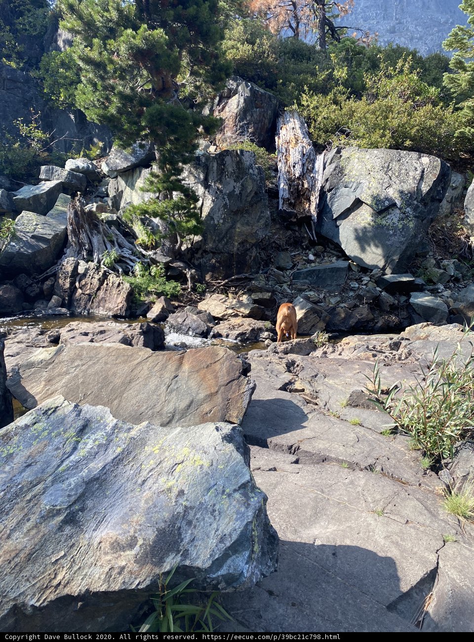 A Canine's Hike Through the Wilderness