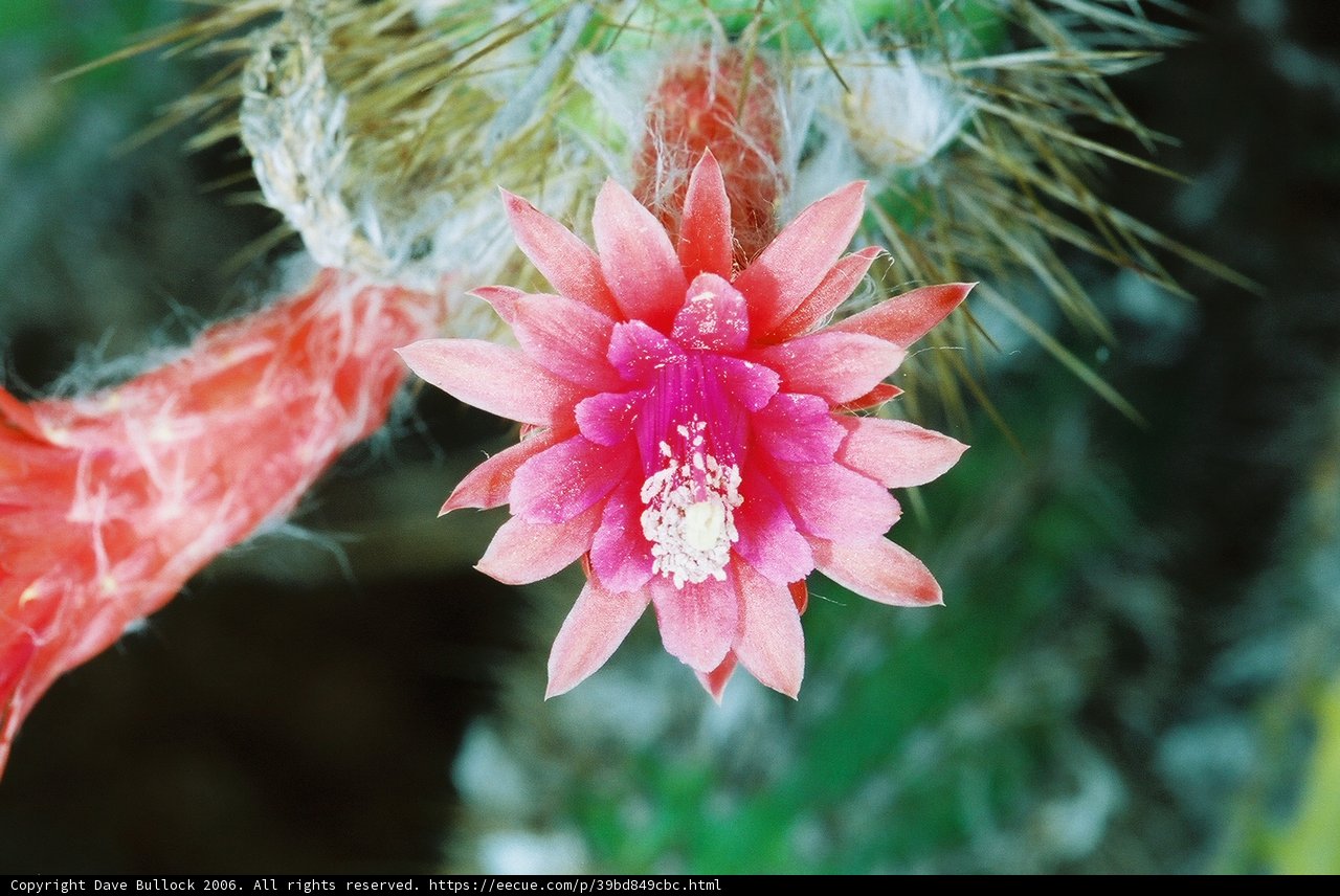 Pink Flower on a Cactus