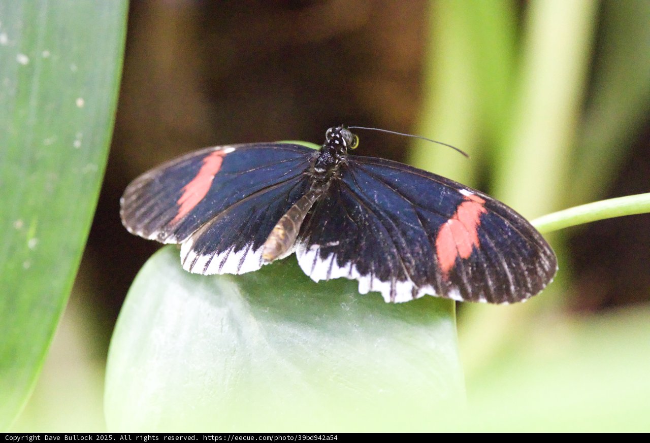 Dancing Wings in Nature’s Embrace