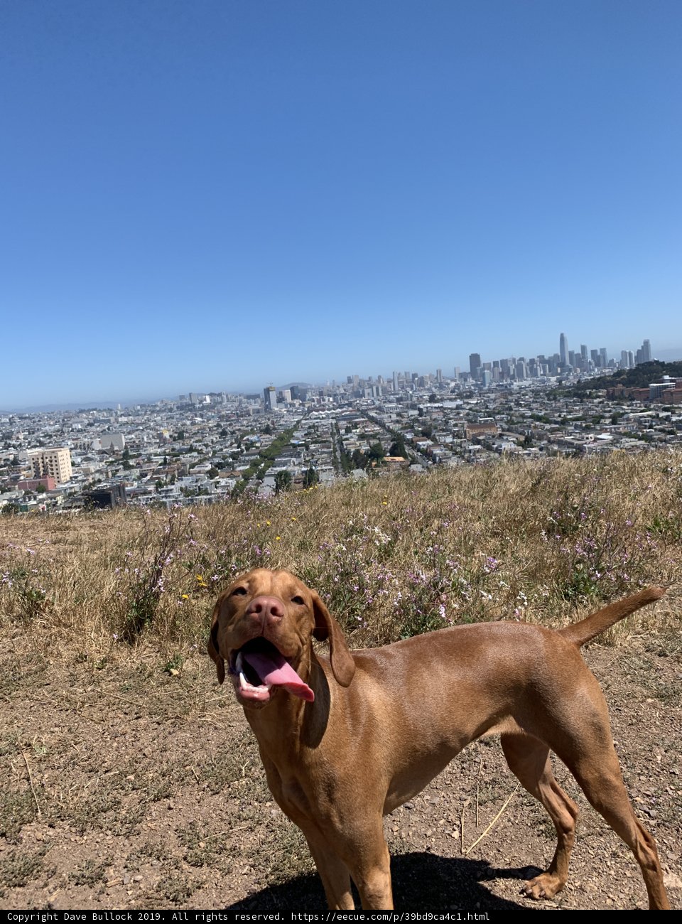 Overlooking the City