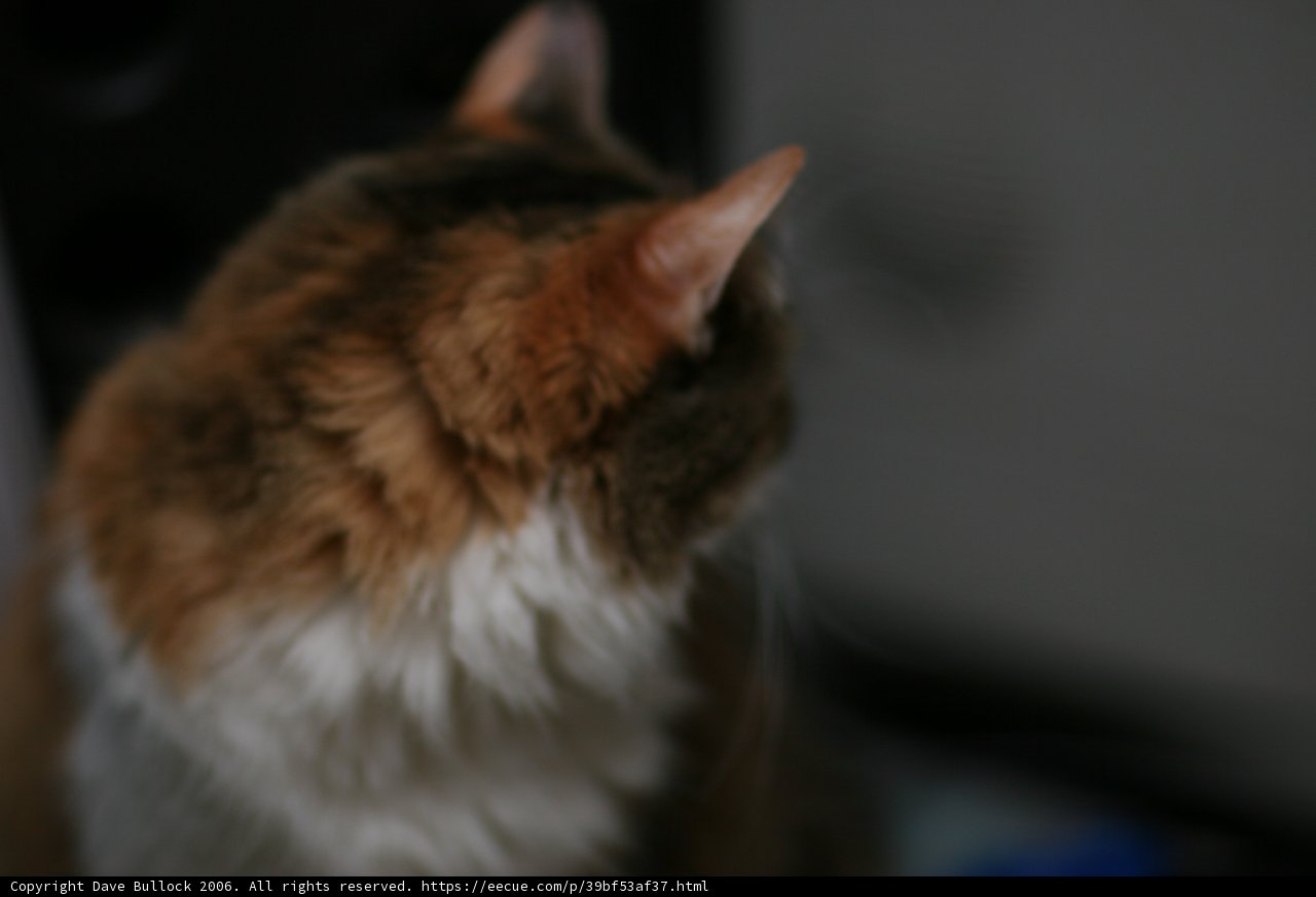 Intrigued Abyssinian Cat