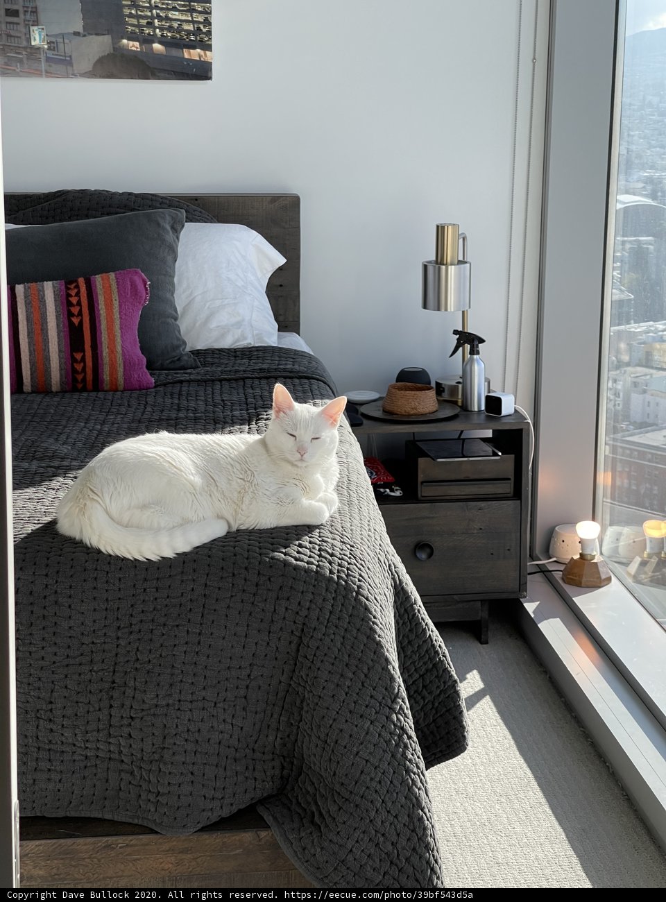 Cozy Cat Nap
