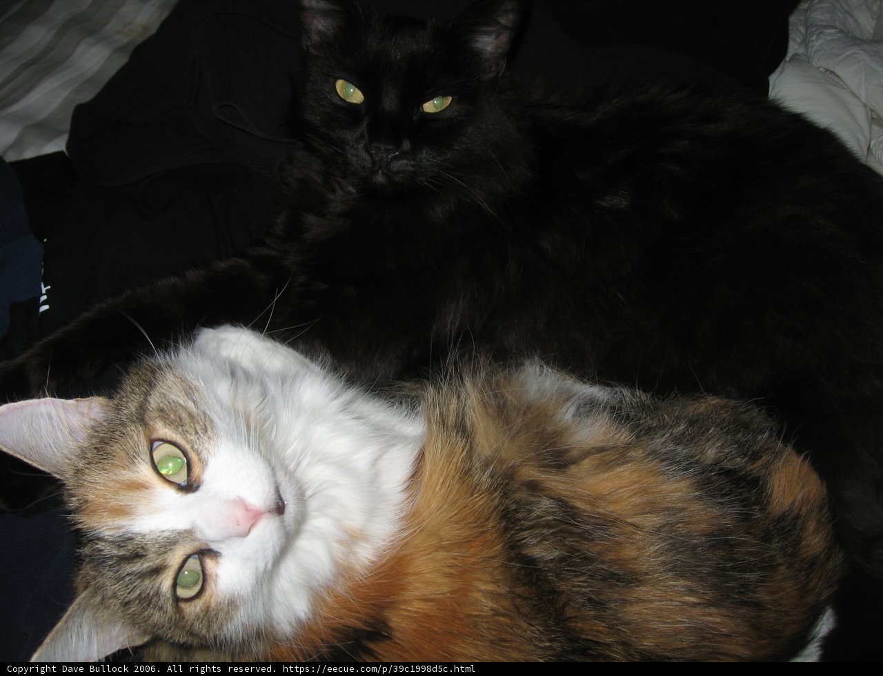 Feline Roommates