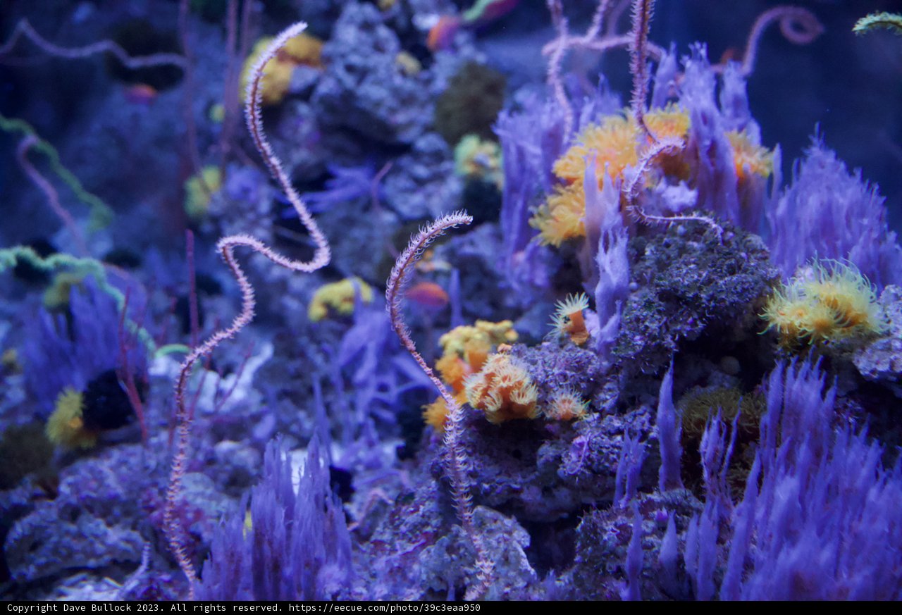 Kaleidoscope of the Deep: A Colorful Underwater Exploration