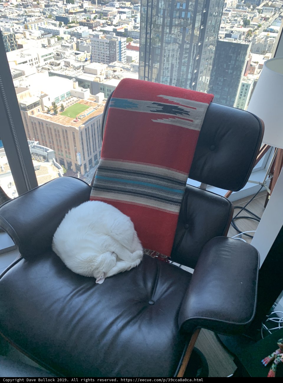 Urban Cat Nap
