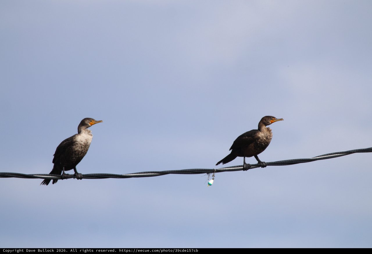Two Juvenile Cormorants Perched on Wire at Dusk