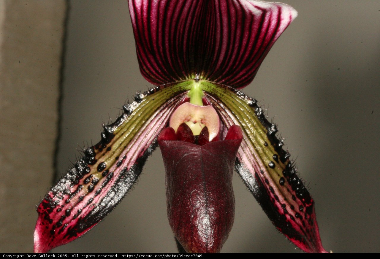 Delicate Orchid