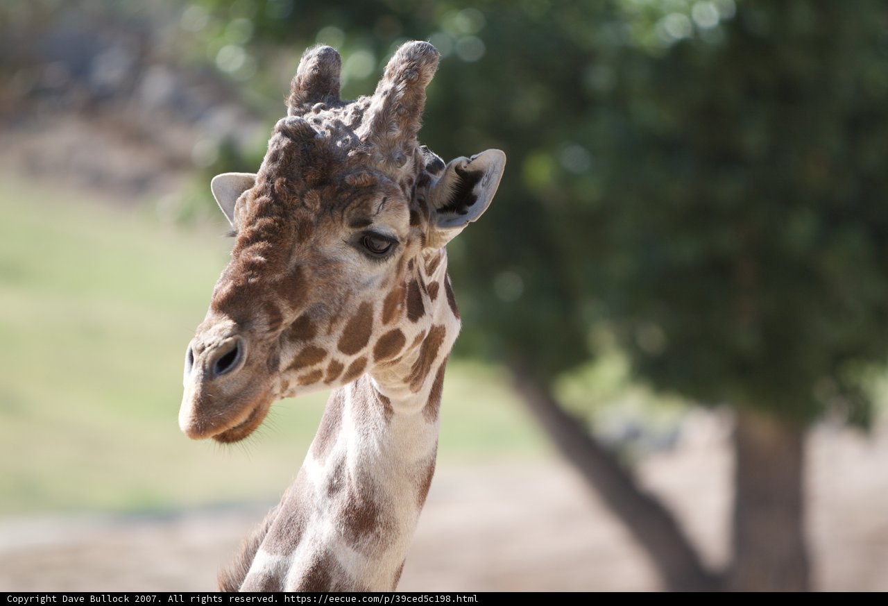 Graceful Giraffe