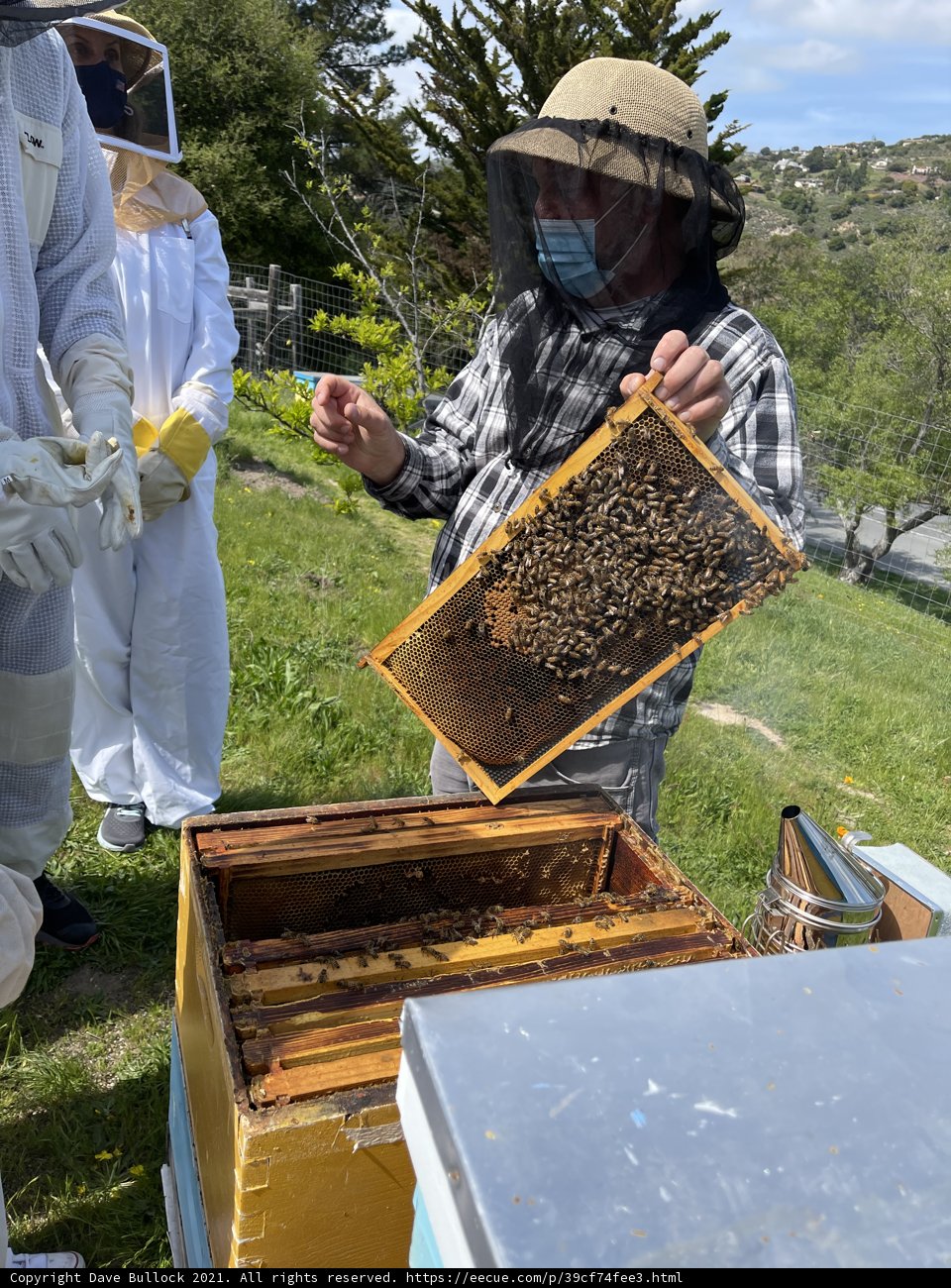 Beekeeper in Carmel