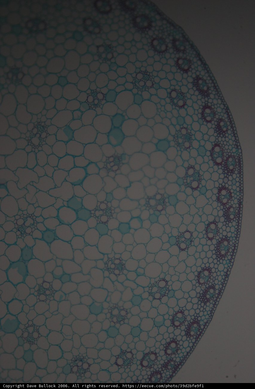 The Blue Plant Cell