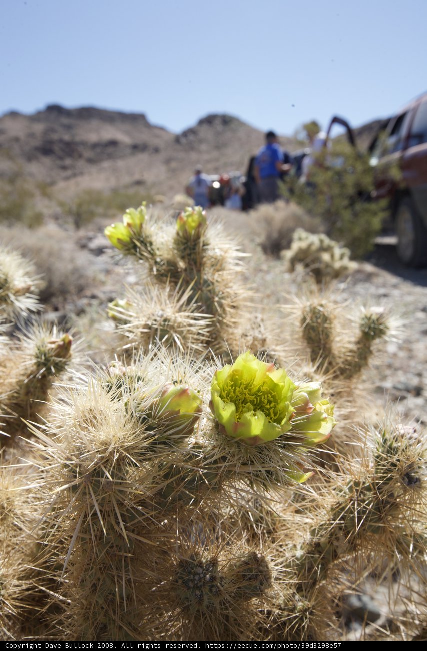 Blooming Beauty in the Desert
