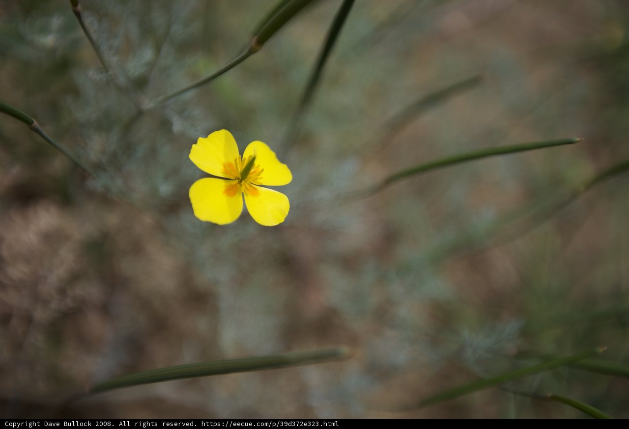 Lone Yellow Flower in the Grass