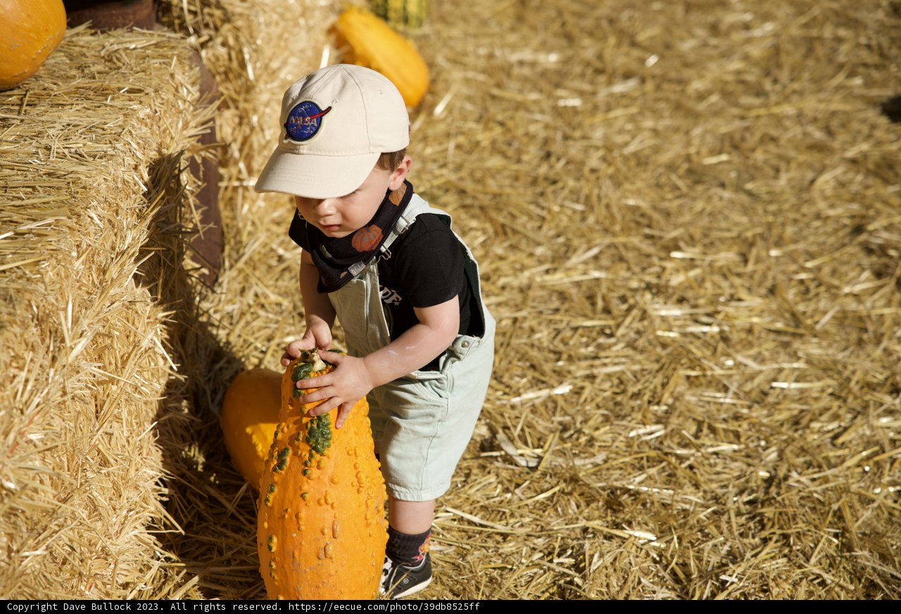 Fall Harvest - Pumpkin Picking Day