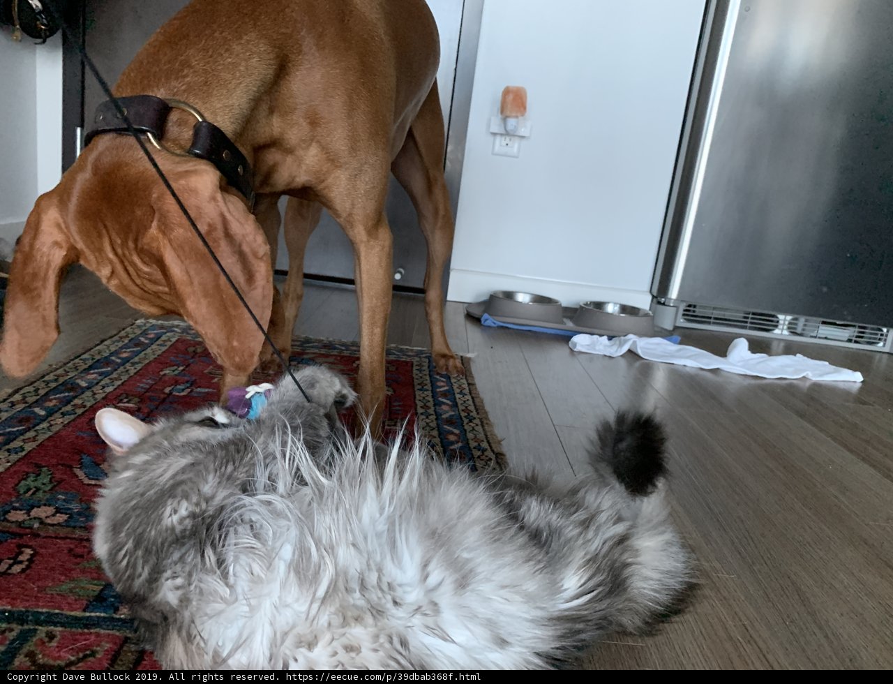 Flooring Fun with Furry Friends