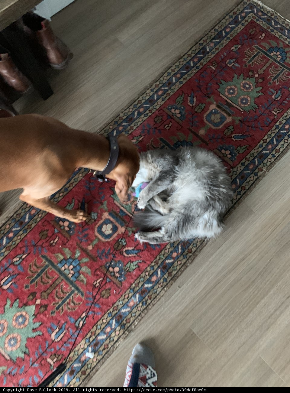 Furry Friends on Hardwood Floor