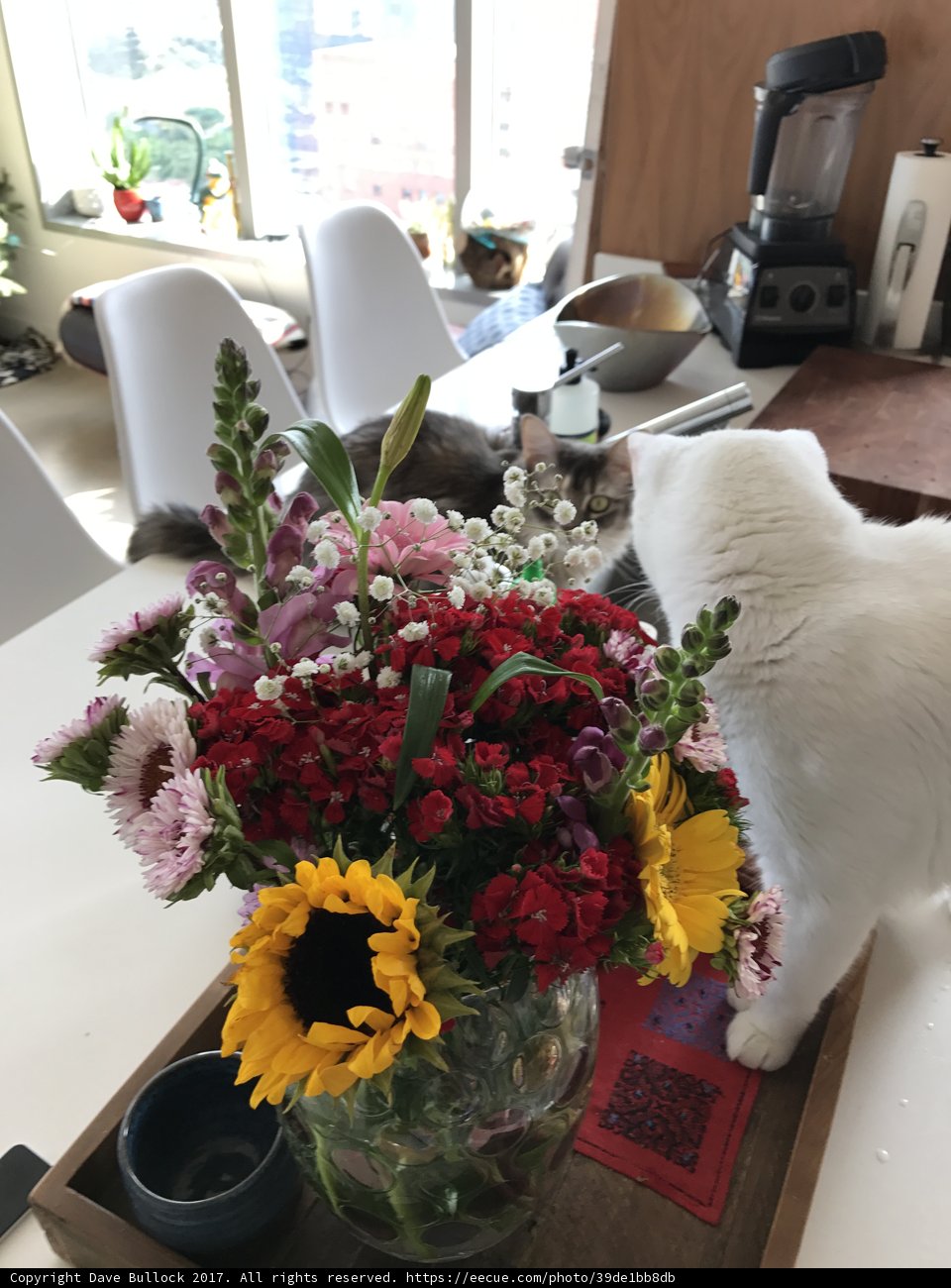 Feline Art Critic