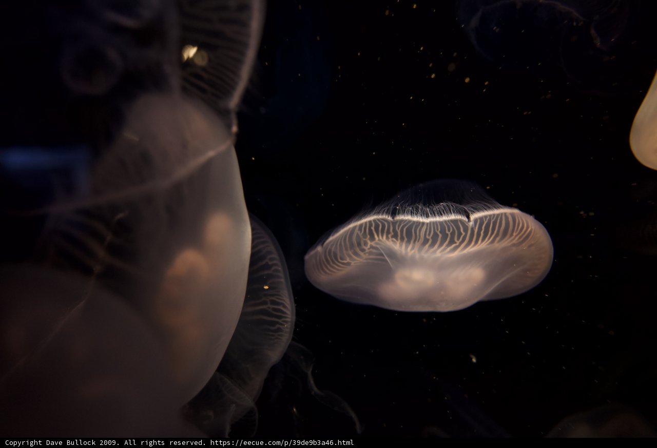 Glow in the Dark Jellies
