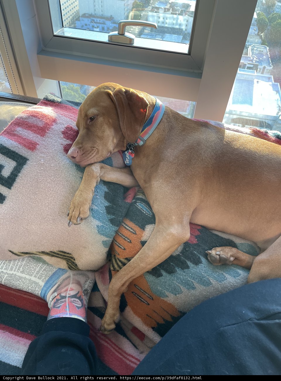 Paws and Feet on the Sofa