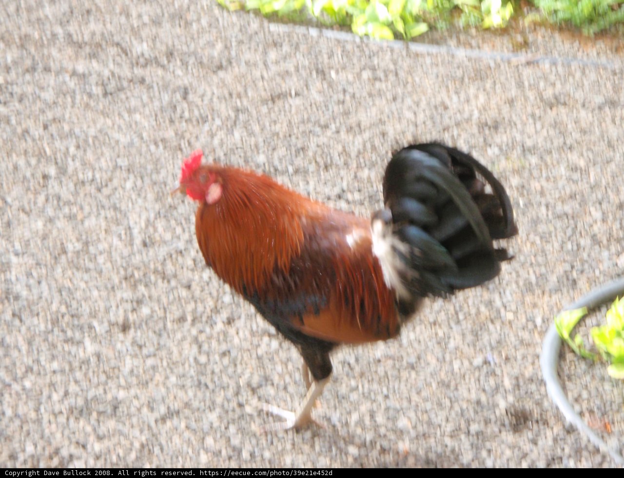 Roadside Rooster